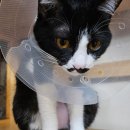 실이 그루밍 | [암컷🐈 중성화] 덕희 중성화 2주일차 (⚠️수술 부위 사진)