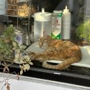 품이네 애견방 | 3번 다녀온 "앞산 애견동반" 가능한 카페 ♡ 길로이