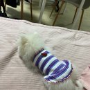 도그시장 이미지