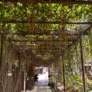 나비팜스 | 보홀 0.5박 숙소, 새벽 도착 숙소 팜스코브리조트