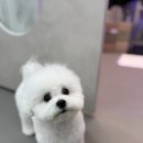 퍼피팸퍼 이미지