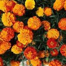 메리골드 이미지