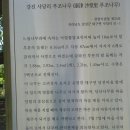 강진 대구면의 나무, 푸조나무 팽나무 소나무 이미지