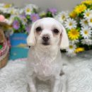 뉴데이 반려견 미용실 이미지