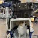 한산켄넬 | 반려동물과 함께 대한항공 타고 김해에서 제주 간 후기