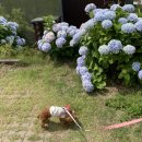 제주에코스위츠 이미지