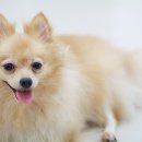 송파데일리동물병원 이미지