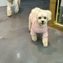 가지와나니 | 보내기 전 기대↑ 보내고 나니 만족↑ 서산 리츠펫 유치원 솔직 후기