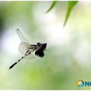 매미 이미지