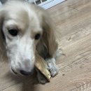 애니멀 쉐프 이미지