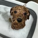 부천애견미용 멍미살롱 이미지