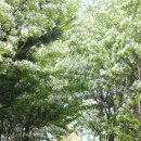 유성 족욕체험길 이미지