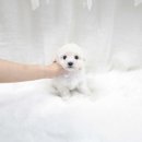 더독스 미니 이미지