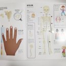 그림책이 궁금해 | 무브무브 플랩북 움직이는 인체 솔직 후기｜아이 호기심 터지는 인체 그림책 추천