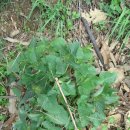 둥이네 농장 이미지