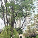 더뱀부호텔 | 방콕 3대 재즈바 우아한 밤을 완성시킬 만다린 오리엔탈 호텔 더 뱀부바 주말 방문 후기