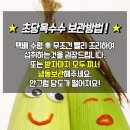 제주 초당 옥수수 30000 원 ~~무료배송 이미지