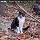 북서울 꿈의숲 고양이 연쇄 살해 사건 목격자를 찾습니다 (서울 강북구) 이미지