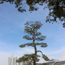 ♨095_히로시마 편 (2) - 관광 : 히로시마성 이야기