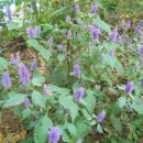 우면생태놀이터 이미지