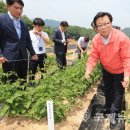 국립원예특작과학원 인삼특작부 이미지
