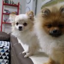 아란스테이 이미지