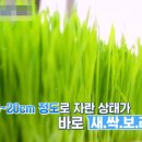 보리순 이미지