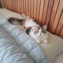 꽃길 걷는 고양이 이미지