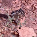 (주)에이스투어 | 라스베가스 1박2일 캐년투어 후기¹⁰