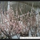 개나리꽃민박 이미지