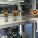 고덕농장 | 평택 고덕 계란 맛집 드림팜 힐스테이트점, 신선한 무항생제 유정란 당일 생산으로 만나봤어요