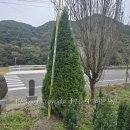 에메랄드그린 이미지