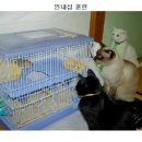 고냥이네 이미지