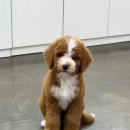 마리켄넬 24시강아지분양 애견분양 애견샵 이미지