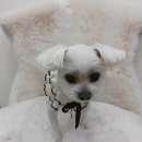 몽몽샬롱 이미지