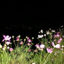 산토리오