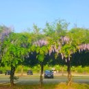 신정호국민관광지 대여소 이미지