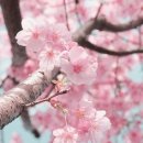 벚꽃 - 양천구 목동동로12길 45 | 벚꽃