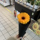 이슬향기플라워압구정역지점 | 신길역 가성비 꽃집 이슬향기플라워 신길역지점 3,000원 거베라 내돈내산 후기
