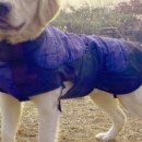 댕블리스 이미지