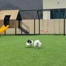 설레임마당 | 경북 경주 반려견동반 풀빌라 모든 시설이 좋았던 스테이오브제