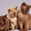 플러스동물메디컬센터 이미지