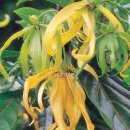 일랑일랑 이미지