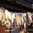 찰옥수수