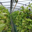 은환농장 이미지