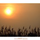 순천만 갈대밭 이미지