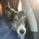 프랑테리 펫푸드 | [파주] 잔디와 실내 모두 대만족 파주 반려견동반 프라이빗 파티룸 <초록멍 파티룸>