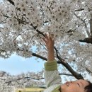 오산스포츠센터 지하주차장 | 동탄 근교 오산 벚꽃 명소🌸|주말 오산천 아기랑 벚꽃구경 주차