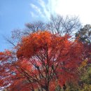 ●안양유원지 &amp; 수목원(개방) 단풍 이미지