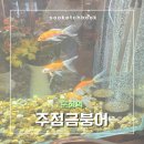 [송파 맛집] 주점금붕어 | 레몬소주가 유난히 맛있었던 분위기 좋은 퓨전 한식 주점